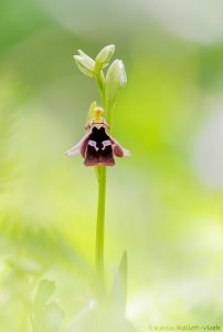 Ophrys reinholdii