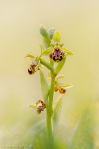 Ophrys rhodia