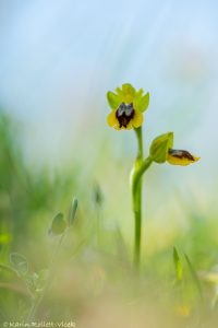 Ophrys sicula