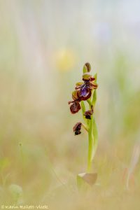 Ophrys speculum subs. orientalis
