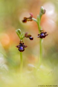 Ophrys speculum