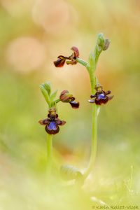 Ophrys speculum