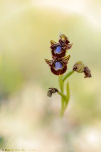 Ophrys speculum subs. orientalis