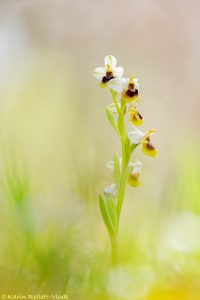 Ophrys ulyssea