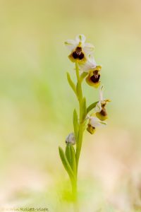 Ophrys ulyssea
