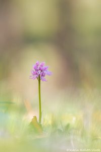 Orchis italica
