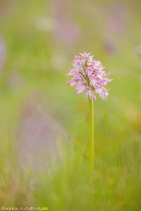 Orchis italica