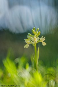 Orchis provincialis