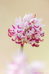Orchis simia