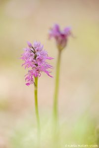 Orchis x apollinaris