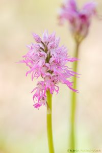 Orchis x apollinaris
