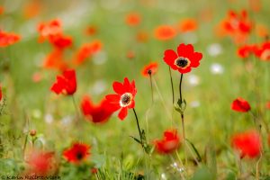 Anemone pavonina