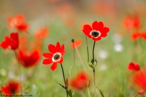 Anemone pavonina
