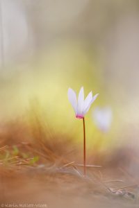 Cyclamen rhodium