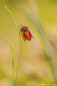 Fritillaria messanensis