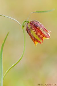 Fritillaria messanensis