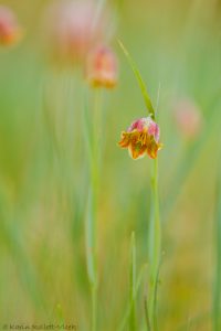 Fritillaria messanensis