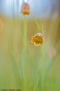 Fritillaria messanensis