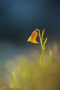 Fritillaria rhodia