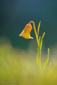 Fritillaria rhodia