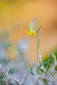 Fritillaria rhodia