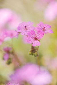 Geranium pyrenaicum