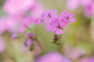 Geranium pyrenaicum