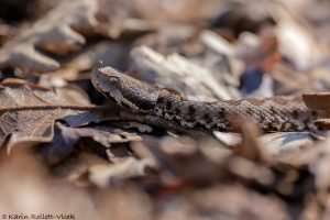 Vipera ammodytes