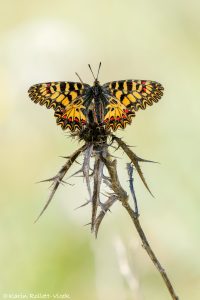 Zerynthia polyxena
