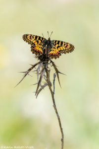 Zerynthia polyxena