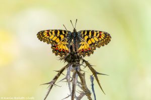 Zerynthia polyxena