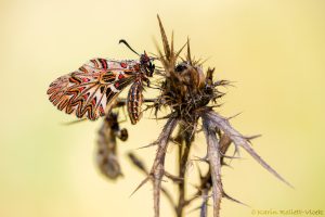 Zerynthia polyxena