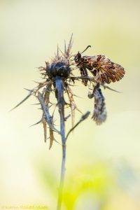 Zerynthia polyxena