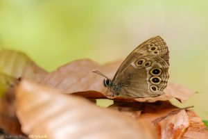 a_achine_266188
