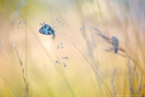 a_galathea_252147