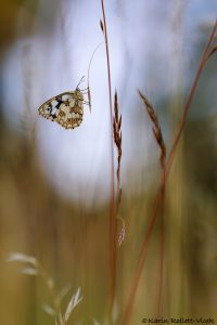 a_galathea_253478