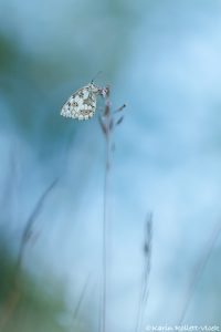 a_galathea_253526