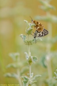 a_galathea_267996