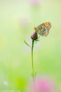 Speyeria aglaja / Großer Perlmuttfalter