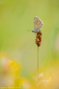 Lysandra bellargus / Himmelblauer Bläuling