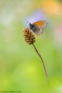 Coenonympha gardetta / Alpen-Wiesenvögelchen