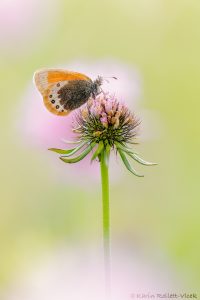Coenonympha gardetta / Alpen-Wiesenvögelchen