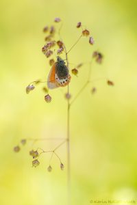 Coenonympha gardetta / Alpen-Wiesenvögelchen