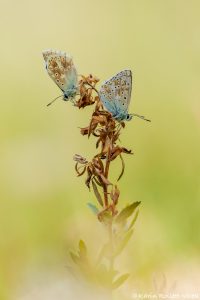 Lysandra coridon / Silbergrüner Bläuling