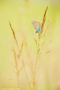 Polyommatus damon / Weißdolch-Bläuling