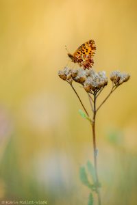 Boloria dia / Magerrasen-Perlmuttfalter