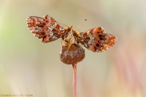 Boloria dia / Magerrasen-Perlmuttfalter