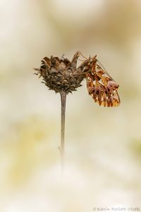 Boloria dia / Magerrasen-Perlmuttfalter