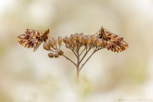 Boloria dia / Magerrasen-Perlmuttfalter