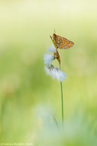 eu_aurinia_258593